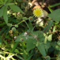 Sonchus oleraceus L.